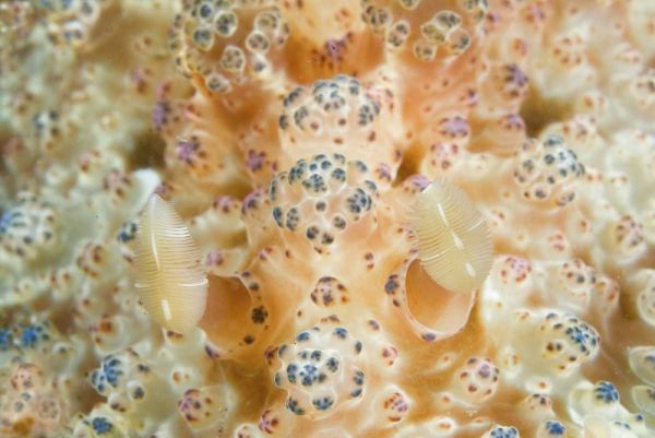 Indonesia, Sulawesi Isl Two nudibranch on coral